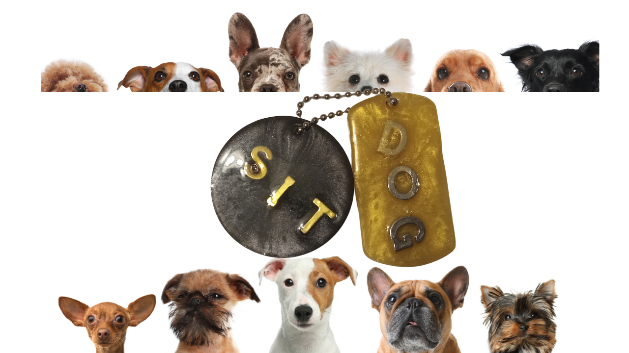 Resin Pet Key Chain Set