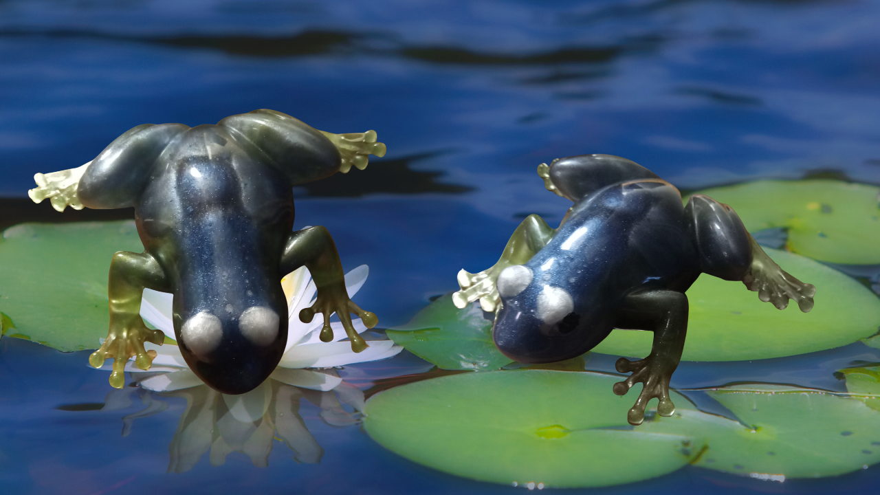 Resin 3D Dimensional Frogs