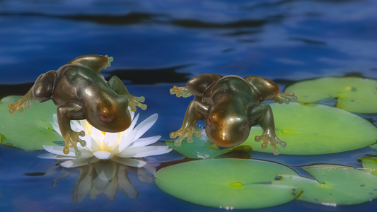 Resin 3D Dimensional Frogs